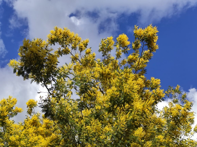 La mia vita. Римские записки, дневник онлайн