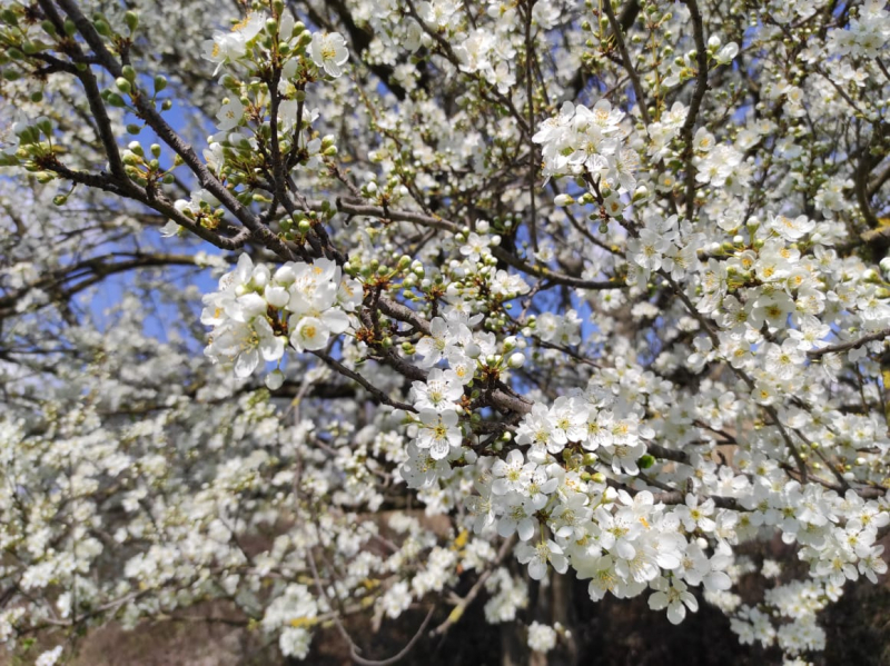La mia vita. Римские записки, дневник онлайн
