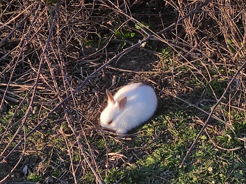 La mia vita. Римские записки, дневник онлайн