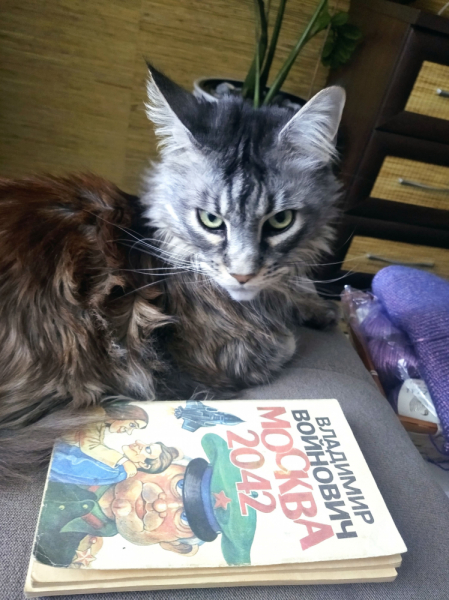 Кошки в нашей жизни. Кошки и все, что с ними связано.