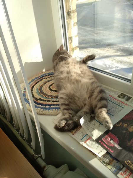 Кошки в нашей жизни. Кошки и все, что с ними связано.