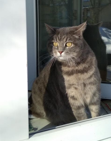 Кошки в нашей жизни. Кошки и все, что с ними связано.