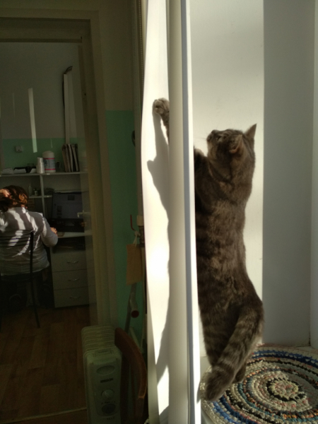 Кошки в нашей жизни. Кошки и все, что с ними связано.