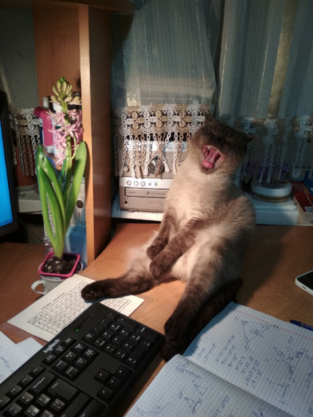 Кошки в нашей жизни. Кошки и все, что с ними связано.