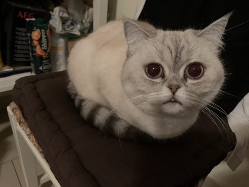 Кошки в нашей жизни. Кошки и все, что с ними связано.