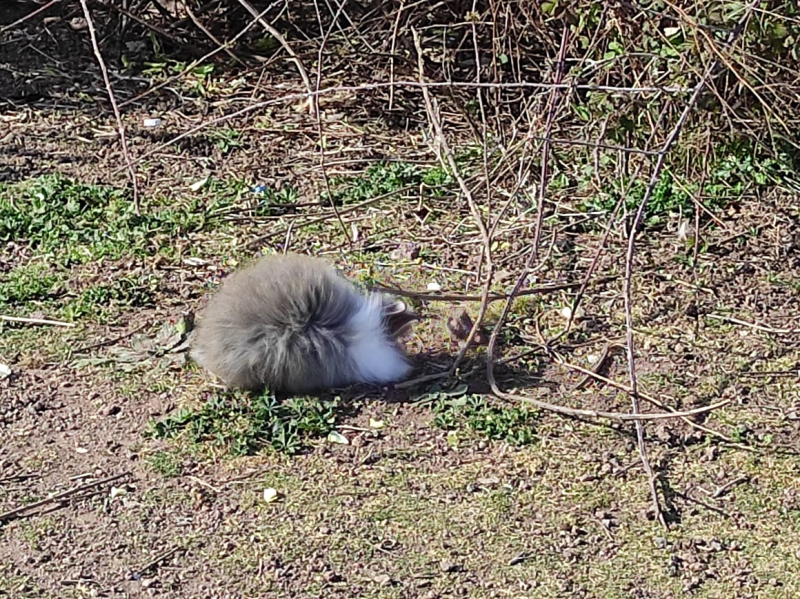 La mia vita. Римские записки, дневник онлайн