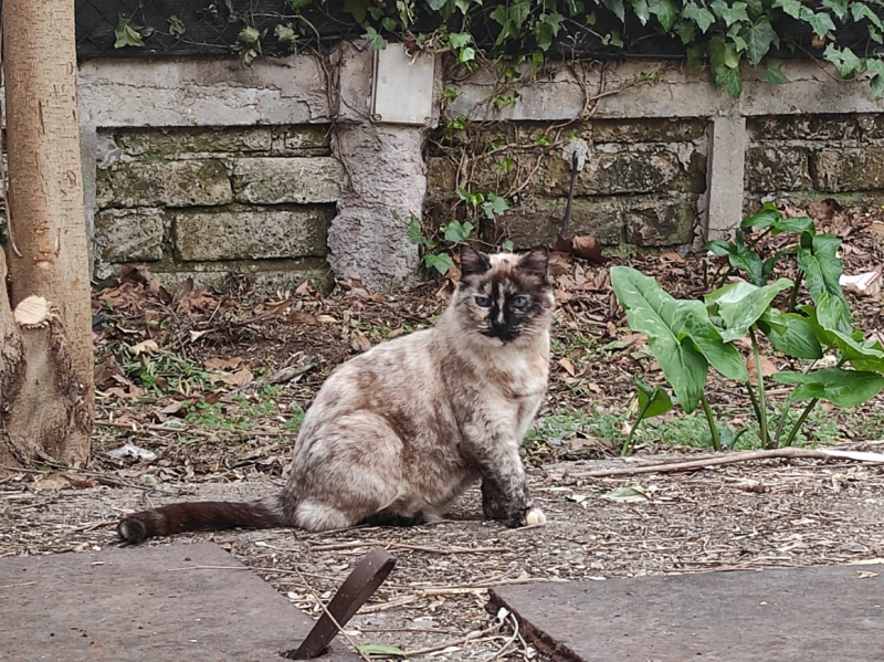 La mia vita. Римские записки, дневник онлайн