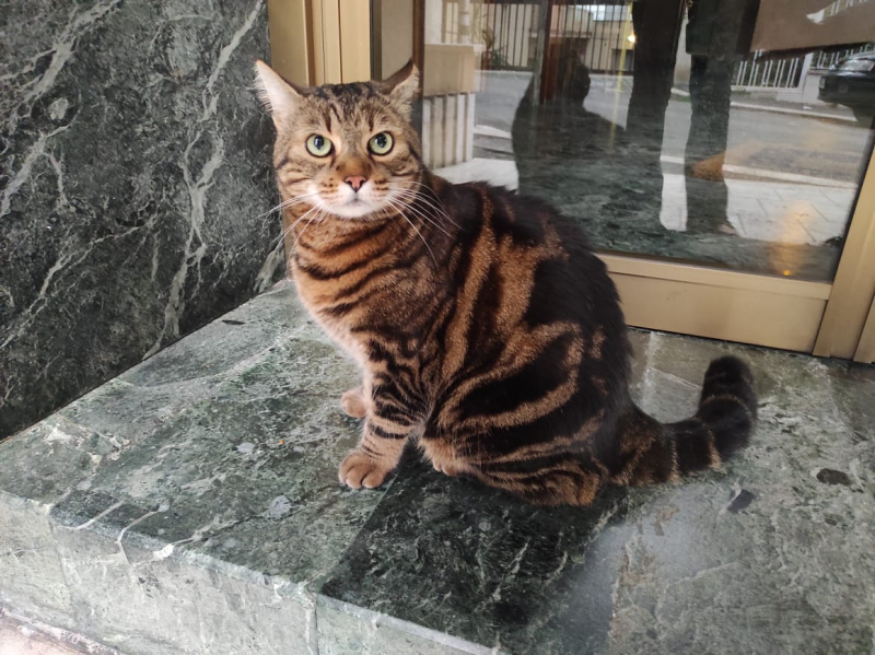 La mia vita. Римские записки, дневник онлайн