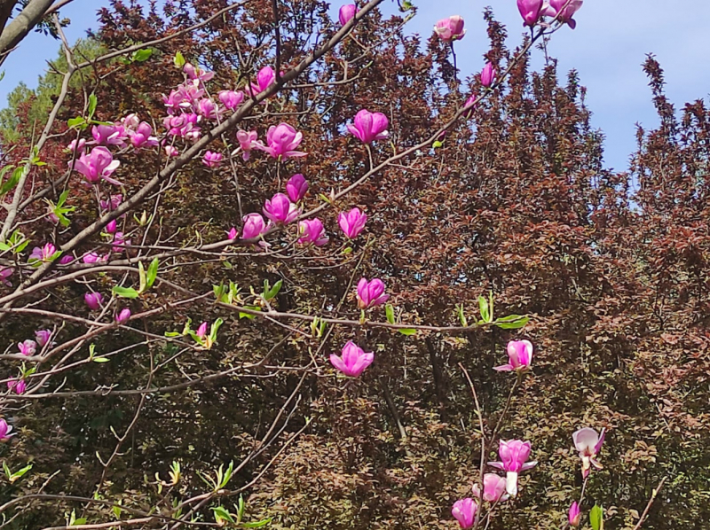 La mia vita. Римские записки, дневник онлайн