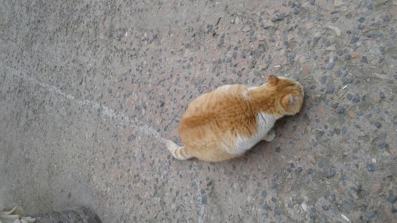 La mia vita. Римские записки, дневник онлайн