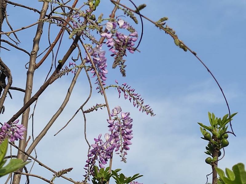 La mia vita. Римские записки, дневник онлайн