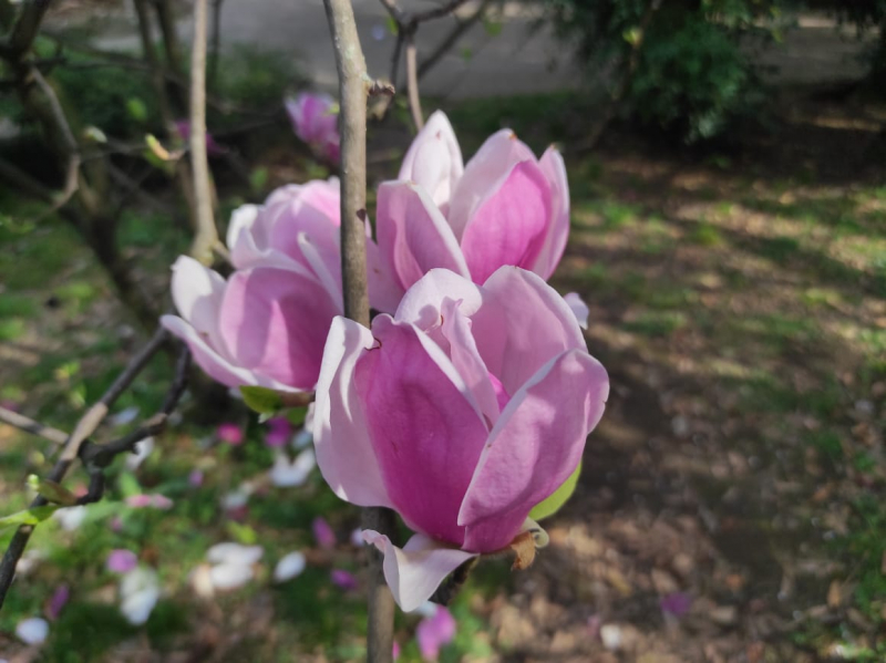 La mia vita. Римские записки, дневник онлайн