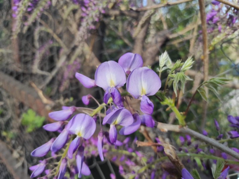 La mia vita. Римские записки, дневник онлайн