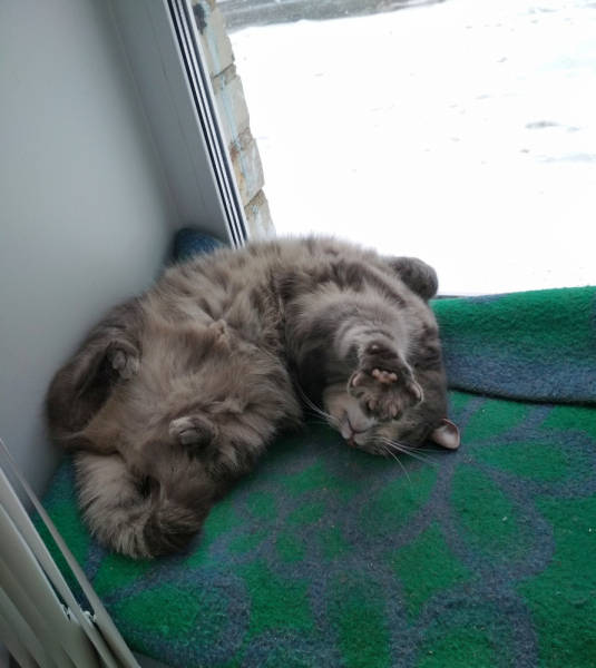 Кошки в нашей жизни. Кошки и все, что с ними связано.