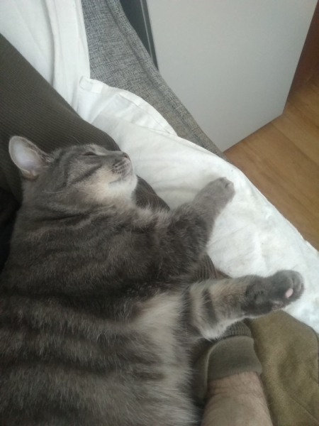 Кошки в нашей жизни. Кошки и все, что с ними связано.