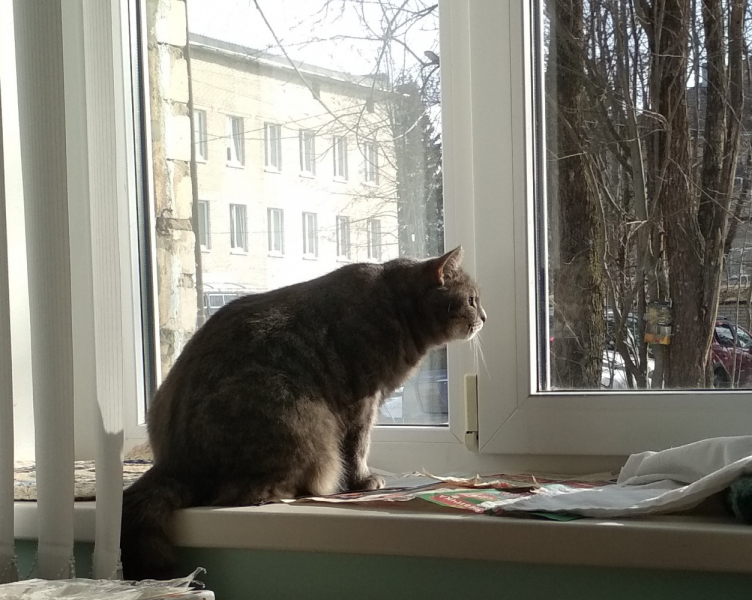 Кошки в нашей жизни. Кошки и все, что с ними связано.