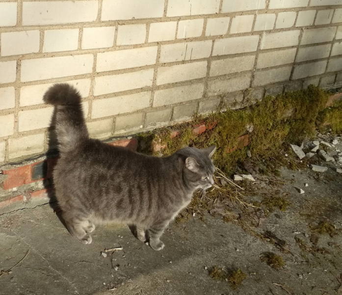 Кошки в нашей жизни. Кошки и все, что с ними связано.