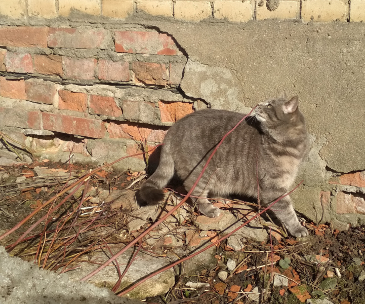 Кошки в нашей жизни. Кошки и все, что с ними связано.