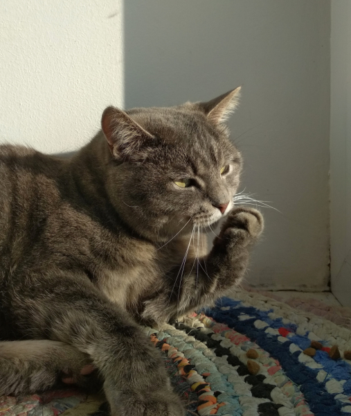 Кошки в нашей жизни. Кошки и все, что с ними связано.