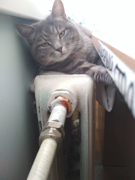 Кошки в нашей жизни. Кошки и все, что с ними связано.