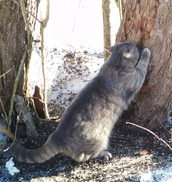 Кошки в нашей жизни. Кошки и все, что с ними связано.