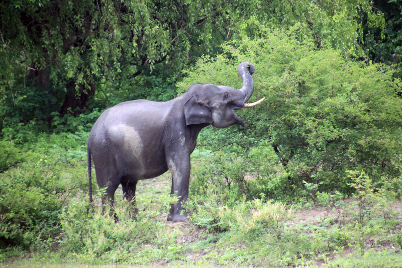 Путешествие зоолога с женой по паркам Шри-Ланка в ноябре 2011