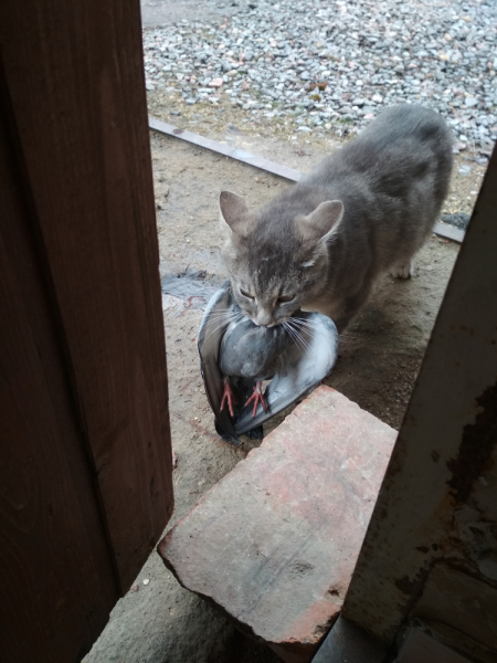 Переезд в Испанию с котиками-маскотиками или Навстречу ветру. Нулевой меридиан