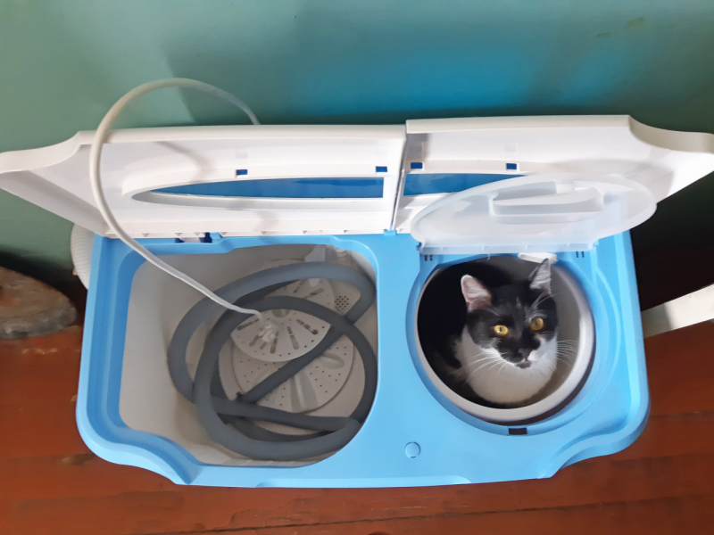 Кошки в нашей жизни. Кошки и все, что с ними связано.