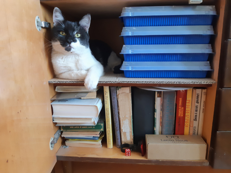 Кошки в нашей жизни. Кошки и все, что с ними связано.