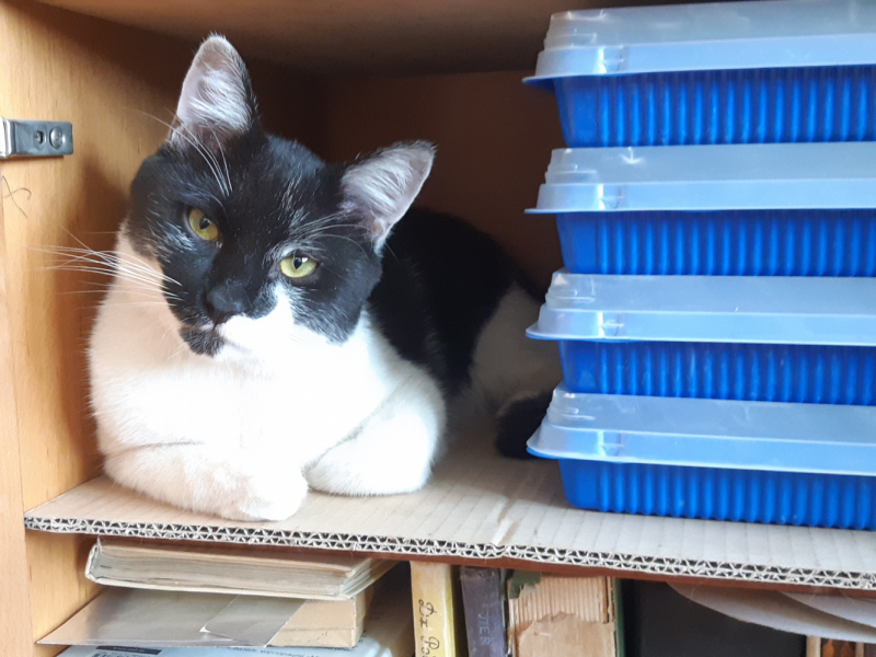 Кошки в нашей жизни. Кошки и все, что с ними связано.