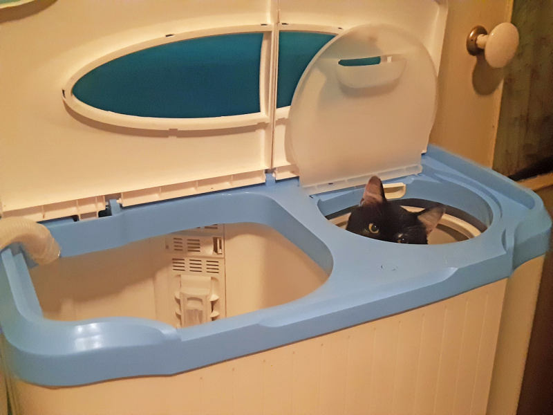 Кошки в нашей жизни. Кошки и все, что с ними связано.