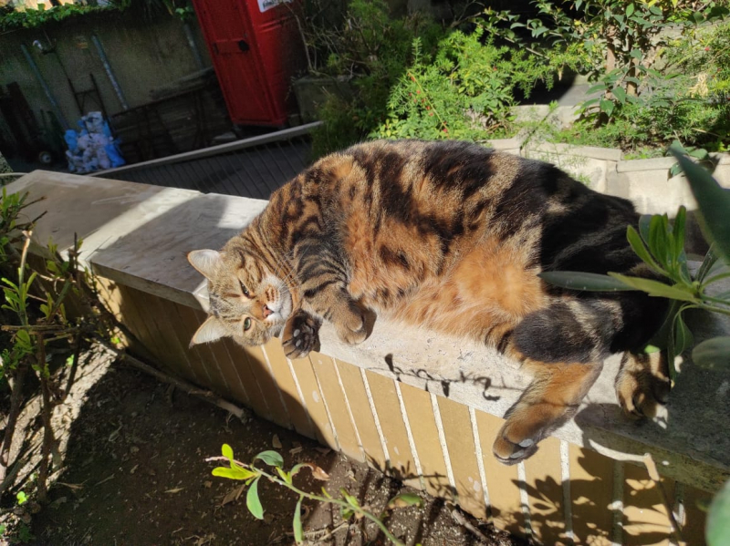 La mia vita. Римские записки, дневник онлайн