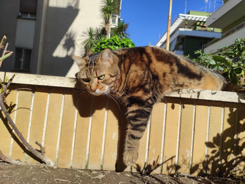 La mia vita. Римские записки, дневник онлайн