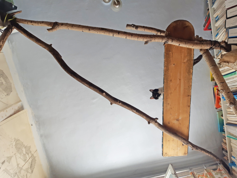 Кошки в нашей жизни. Кошки и все, что с ними связано.