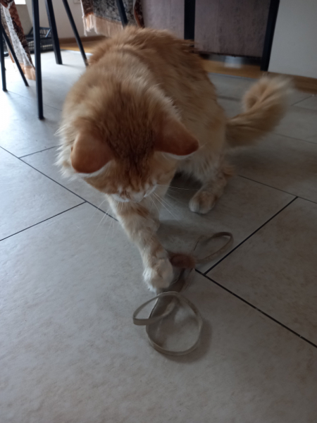 Кошки в нашей жизни. Кошки и все, что с ними связано.