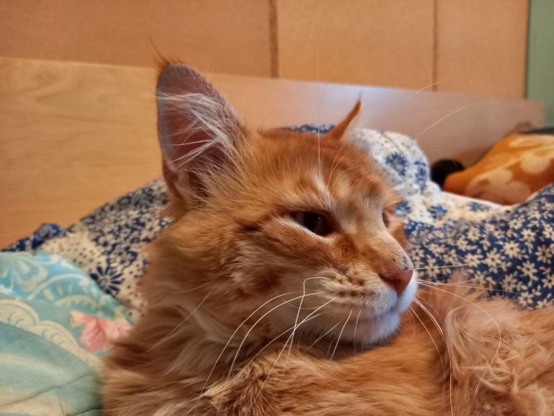 Кошки в нашей жизни. Кошки и все, что с ними связано.