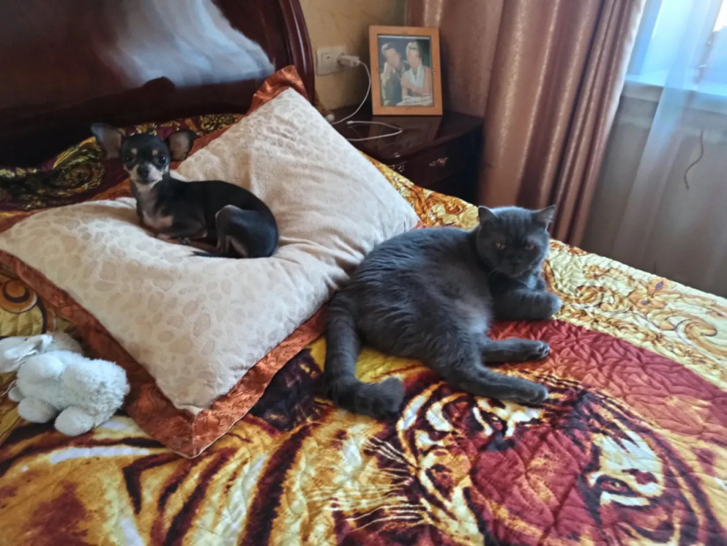 Кошки в нашей жизни. Кошки и все, что с ними связано.