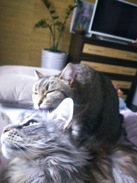 Кошки в нашей жизни. Кошки и все, что с ними связано.