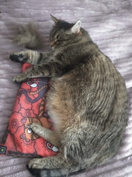 Кошки в нашей жизни. Кошки и все, что с ними связано.