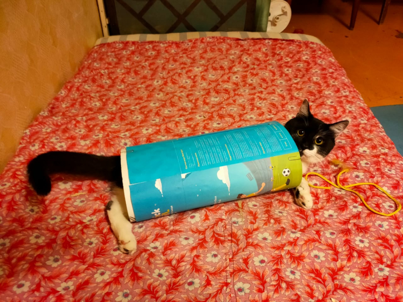 Кошки в нашей жизни. Кошки и все, что с ними связано.