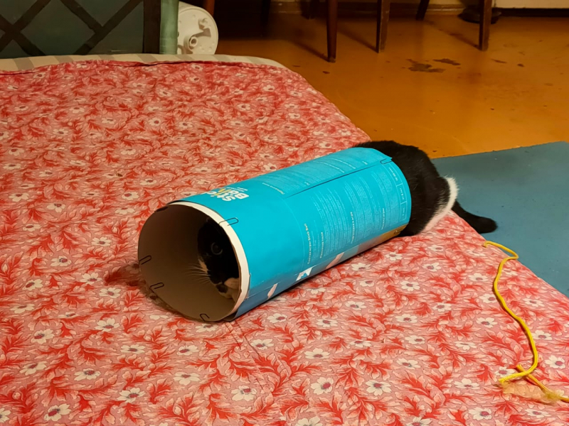 Кошки в нашей жизни. Кошки и все, что с ними связано.