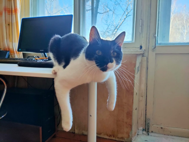 Кошки в нашей жизни. Кошки и все, что с ними связано.