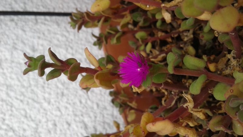 La mia vita. Римские записки, дневник онлайн