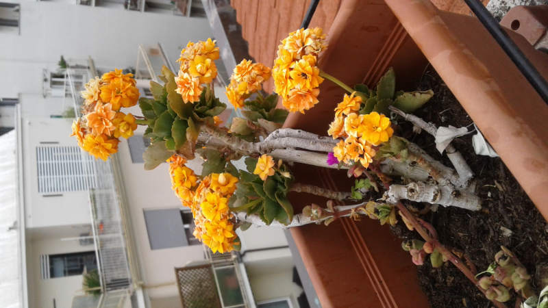 La mia vita. Римские записки, дневник онлайн