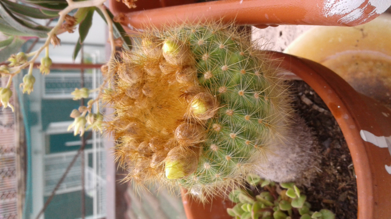 La mia vita. Римские записки, дневник онлайн