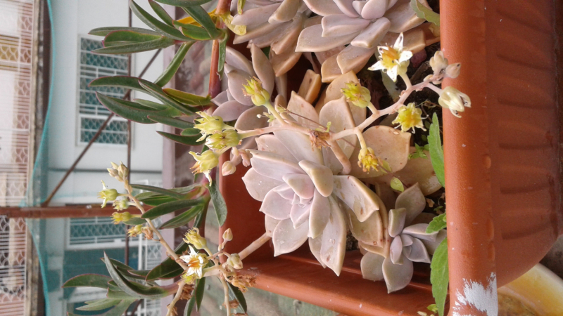 La mia vita. Римские записки, дневник онлайн