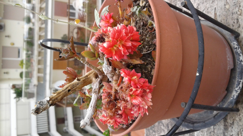 La mia vita. Римские записки, дневник онлайн