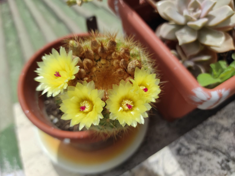 La mia vita. Римские записки, дневник онлайн