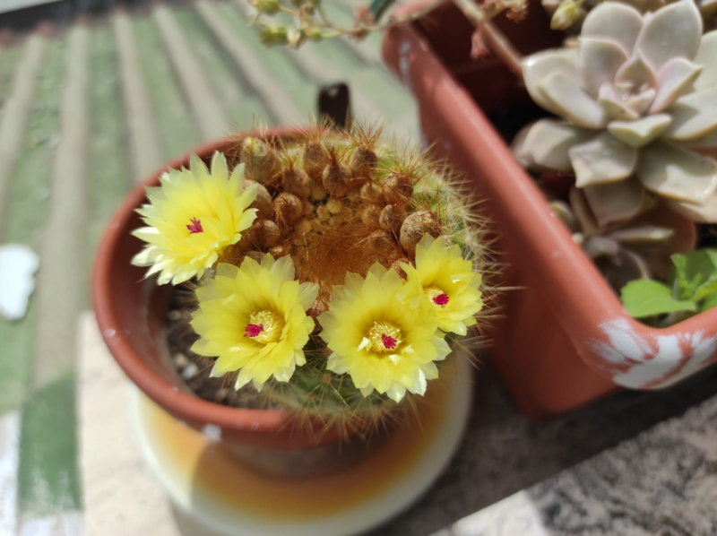 La mia vita. Римские записки, дневник онлайн