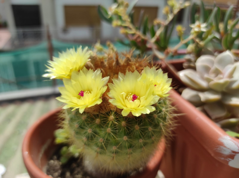 La mia vita. Римские записки, дневник онлайн